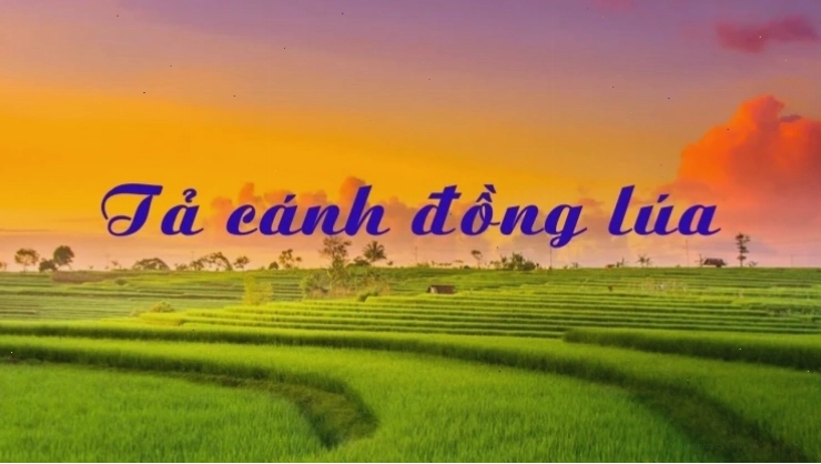 Cánh đồng lúa buổi sáng với sương sớm