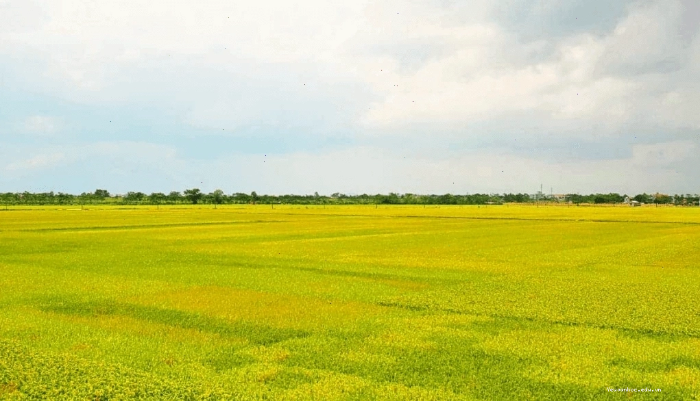 Cánh đồng lúa chín vàng rực dưới ánh nắng ban mai