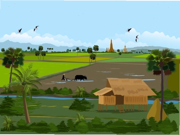 Cánh đồng lúa chín vàng rực rỡ