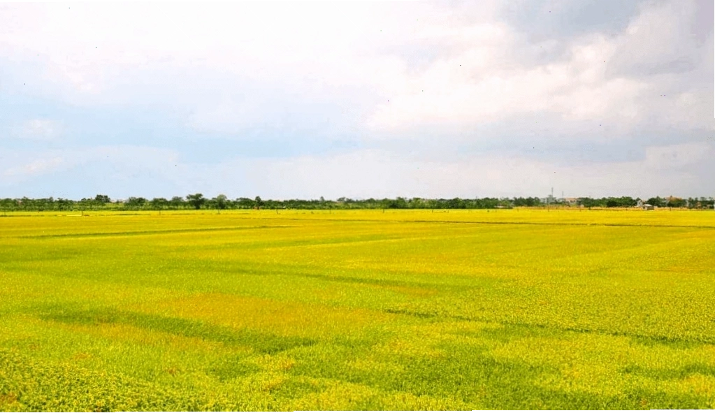 Cánh đồng lúa xanh mướt trải dài dưới ánh nắng