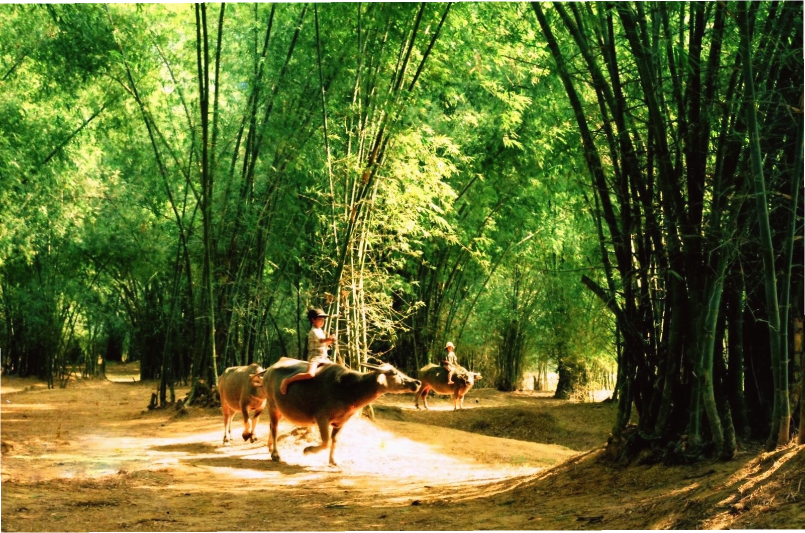 Cảnh làng quê yên bình nơi chú bò đi tìm bạn