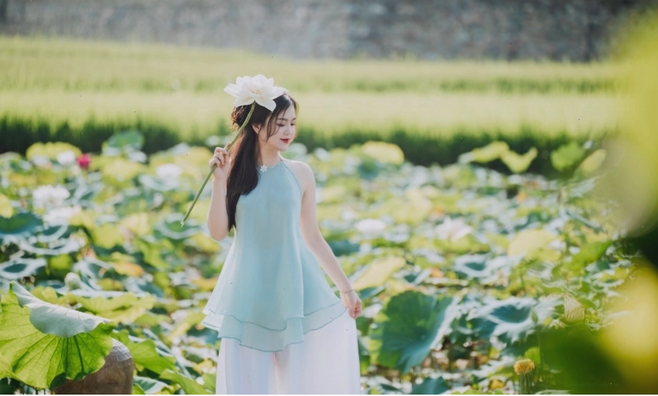 Cảnh sen nở trong không gian yên bình