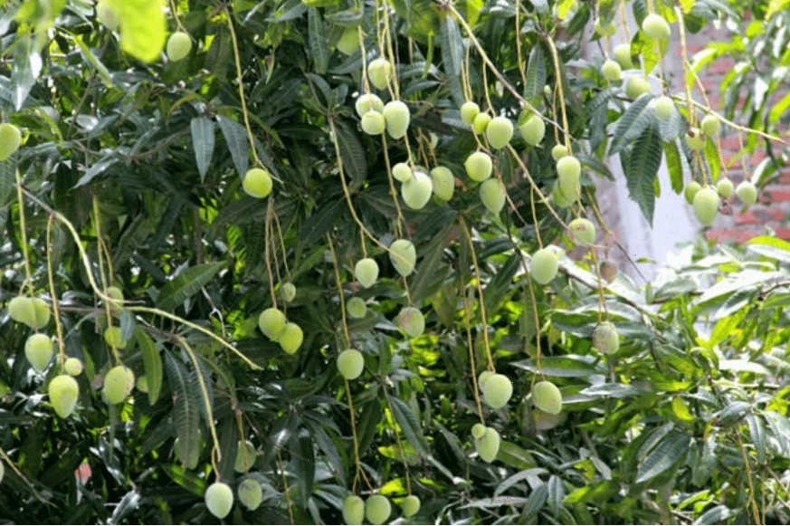 Cây xoài cổ thụ với tán lá xanh um tùm