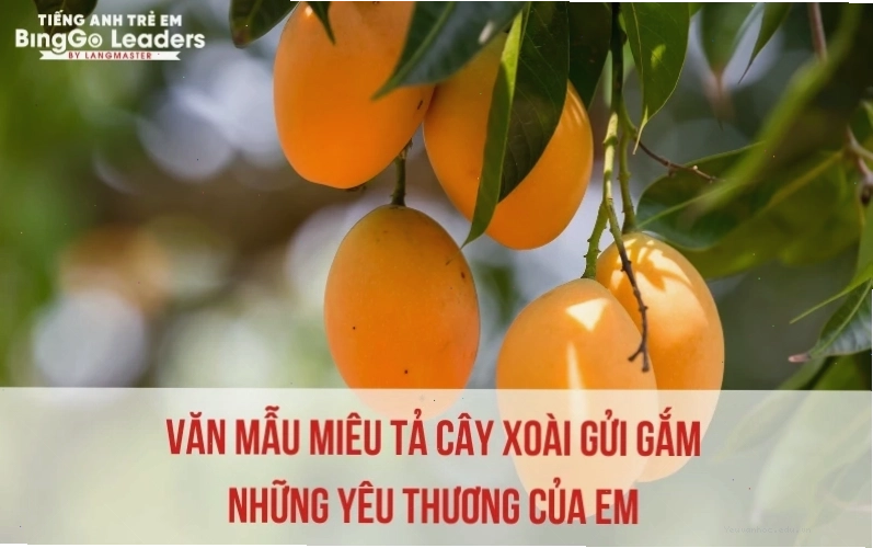 Cây xoài ra hoa kết trái