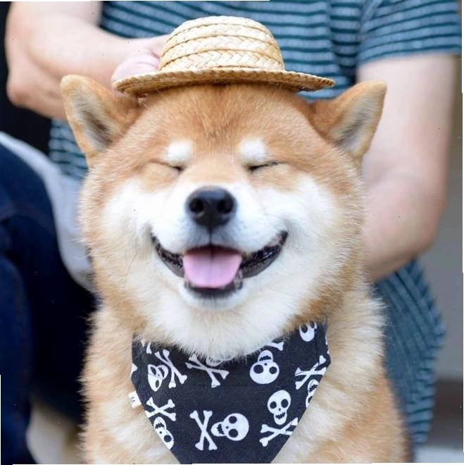 Chú chó đang nằm cuộn tròn đáng yêu