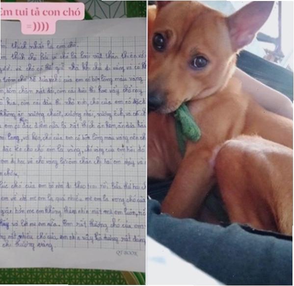Chú chó đang nhìn chủ nhân đầy trìu mến