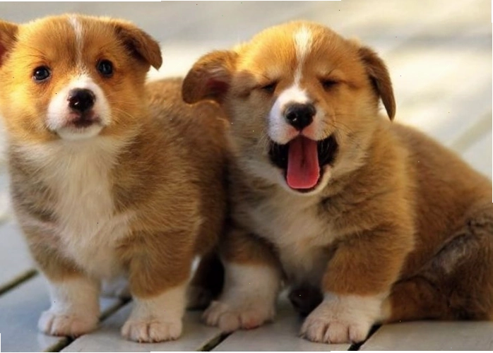 Chú chó Mực với bộ lông đen tuyền và đốm trắng đặc biệt