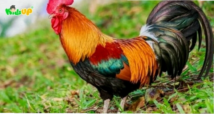 Chú gà trống oai vệ với bộ lông sặc sỡ