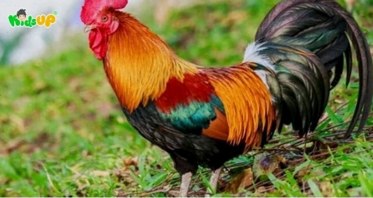 Con gà trống với bộ lông ngũ sắc và chiếc mào đỏ rực