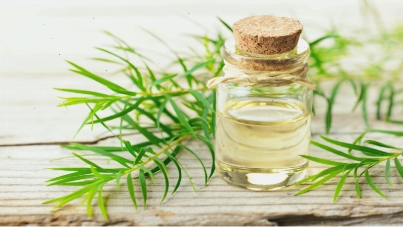 Dầu tràm trà giảm triệu chứng gàu