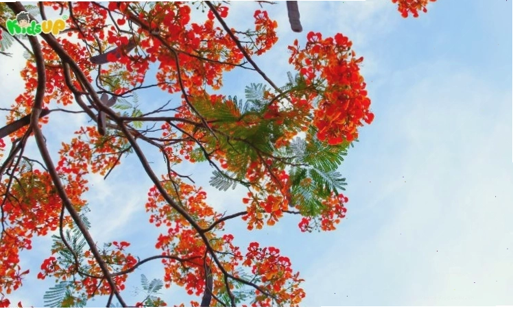 Hình ảnh cây phượng vĩ gắn liền với tuổi học trò