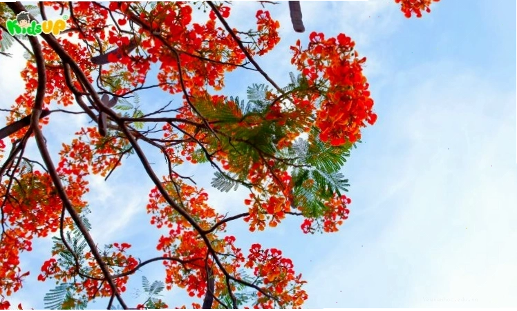 Hình ảnh cây phượng vĩ mùa hè rực rỡ sắc đỏ