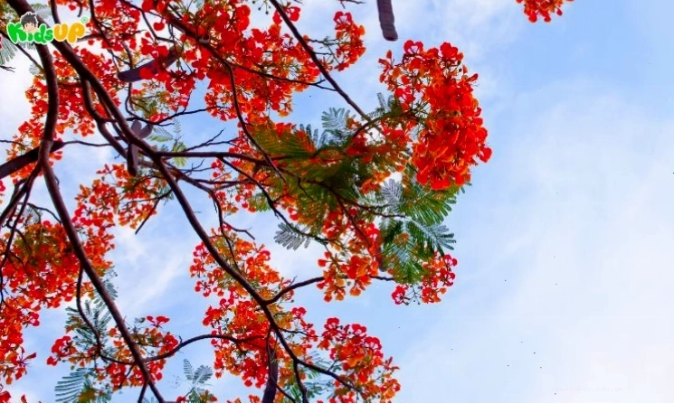Hình ảnh cây phượng vĩ trong bài văn miêu tả