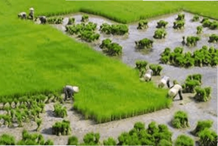 Hình ảnh minh họa cho bài thơ 'Mùa xuân nho nhỏ'