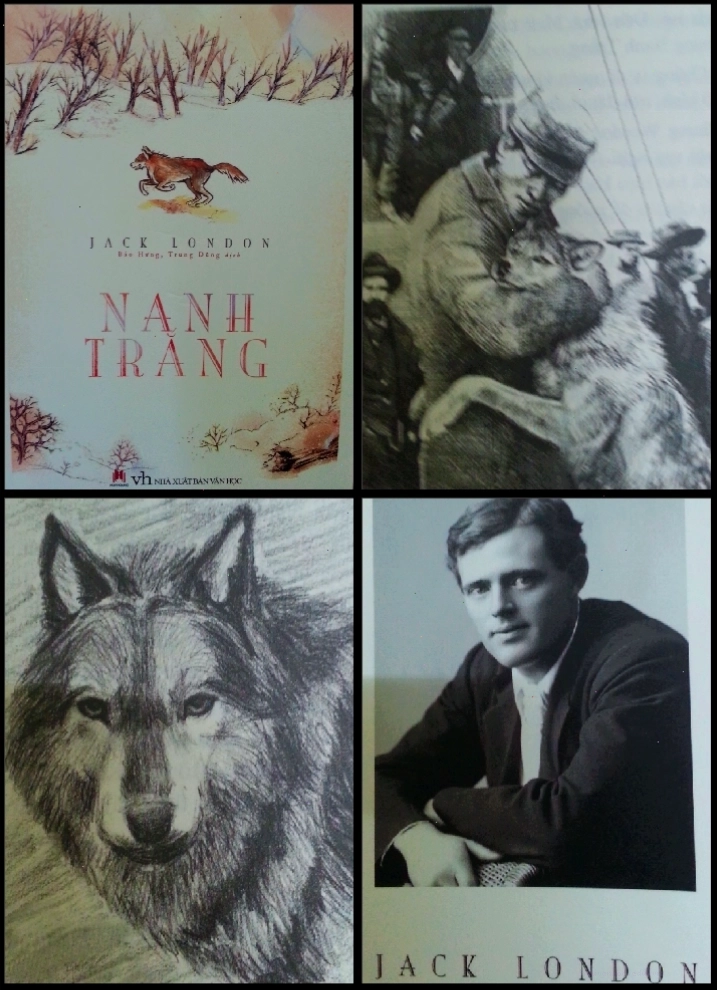 Hình ảnh minh họa tác phẩm Nanh Trắng