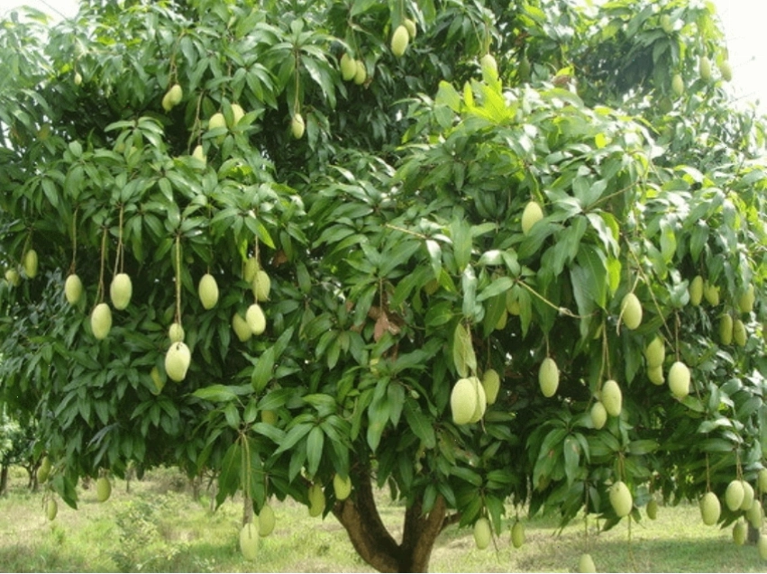 Hình ảnh một cây xoài lớn đang ra hoa