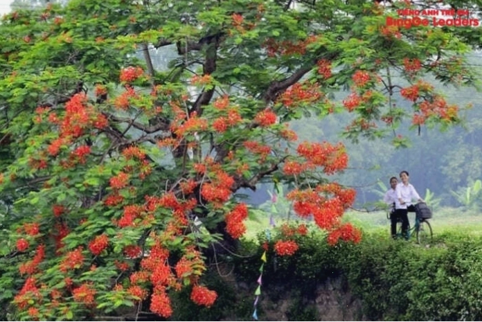 Học sinh vui đùa dưới bóng cây phượng
