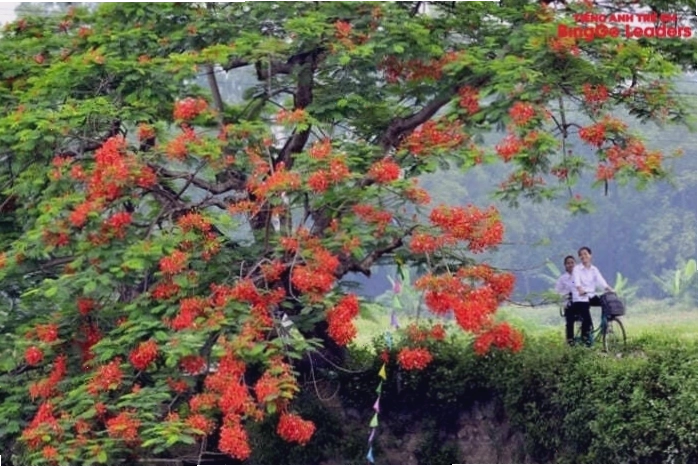 Học sinh vui đùa dưới bóng cây phượng