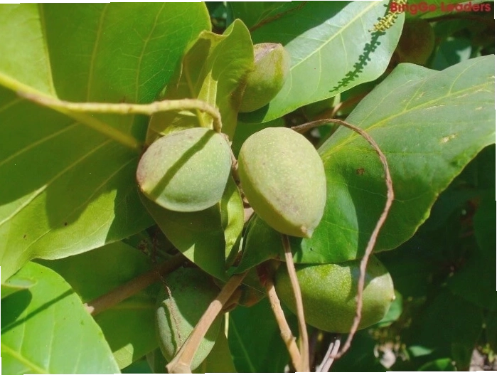 Minh họa bài văn tả cây lớp 4