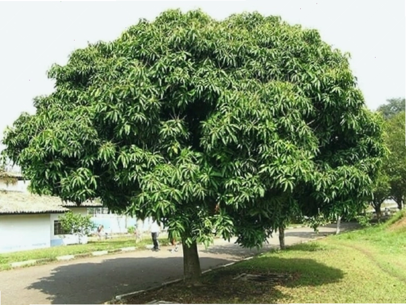Minh họa cây xoài trĩu quả, gợi ý mở bài gián tiếp tả cây xoài lớp 4