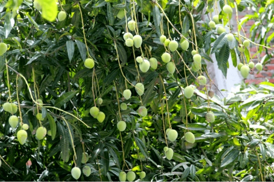 Minh họa một cây xoài xanh tốt với nhiều lá
