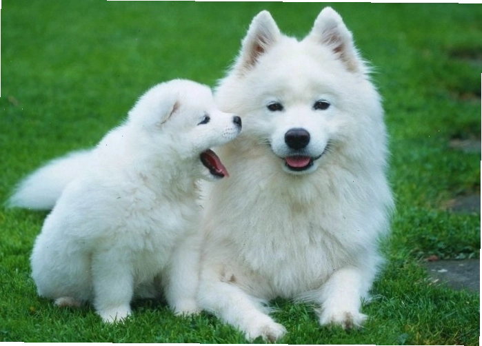 Một chú chó đang nằm ngủ say sưa trên thảm