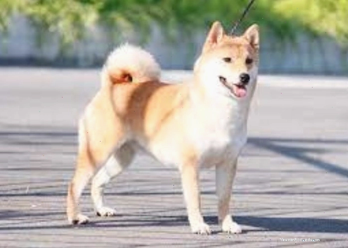 Một chú chó nhỏ với bộ lông vàng óng đang vui đùa