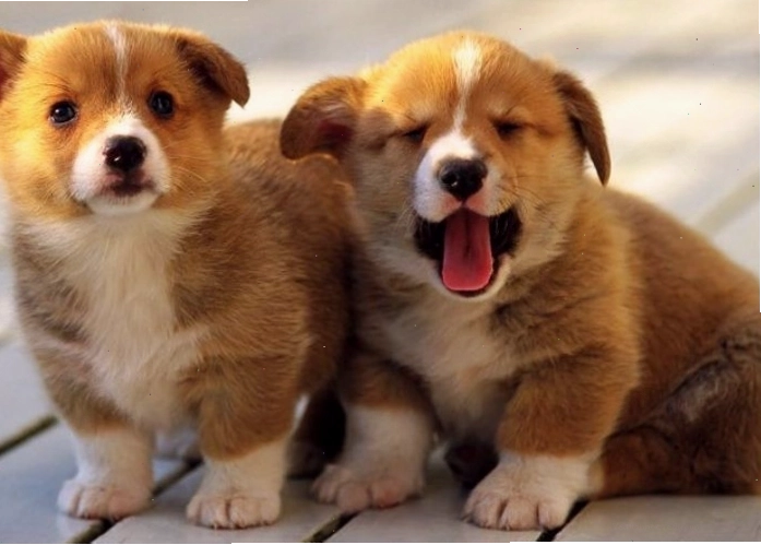 Một em bé đang âu yếm chú chó cưng của mình