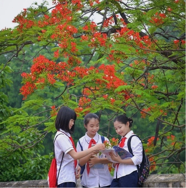 Những chùm hoa phượng đỏ rực khoe sắc dưới ánh nắng hè