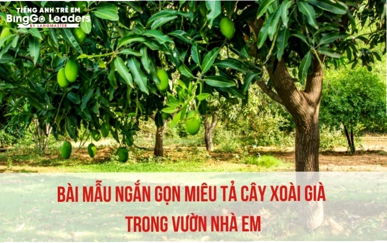 Quả xoài chín vàng ươm hấp dẫn