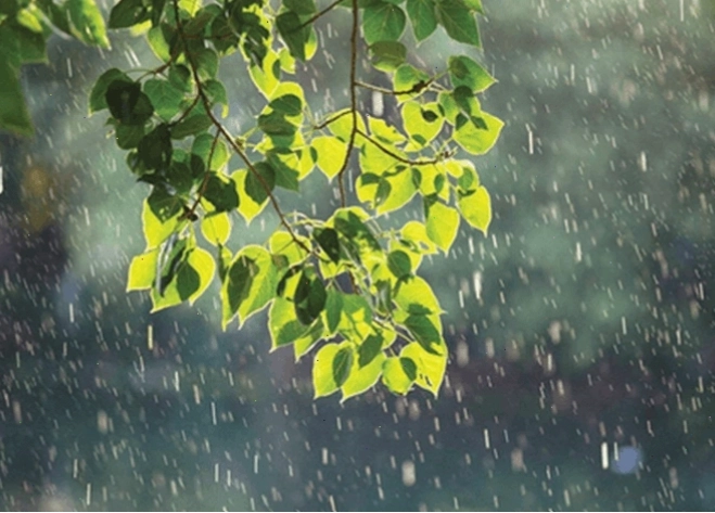 Soạn bài Tiếng đàn mưa lớp 9 Kết nối tri thức