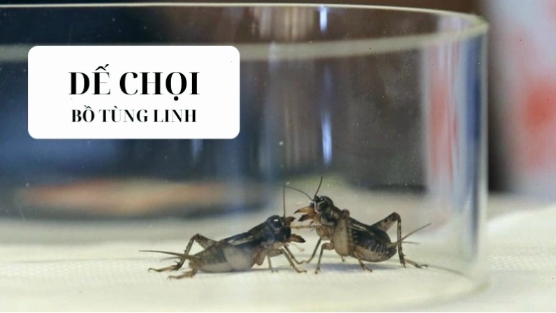 Soạn văn 9 dế chọi - Hướng dẫn soạn bài chi tiết