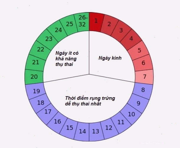 Thời gian rụng trứng sẽ rơi vào khoảng từ ngày 12 - 14 của chu kỳ kinh nguyệt