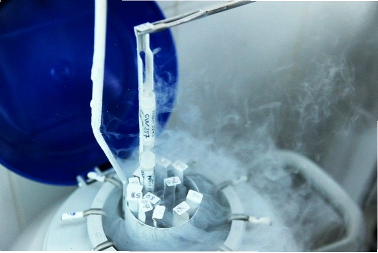 Trữ đông tinh trùng bằng phương pháp hóa hơi Nitrogen