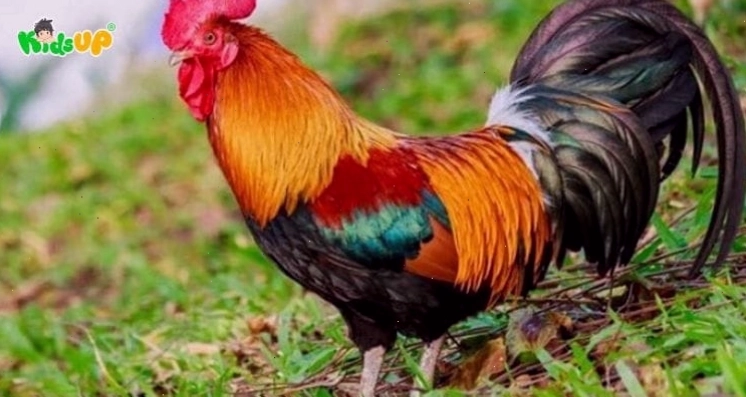 Văn mẫu tả con gà trống oai vệ