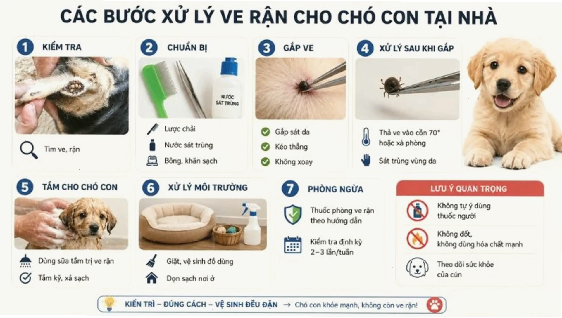 Các triệu chứng chó bị ve rận nặng biểu hiện qua hành vi