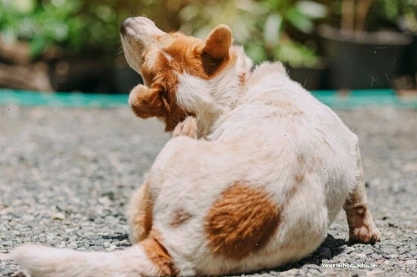 Cách đuổi ve chó ra khỏi nhà và vệ sinh môi trường