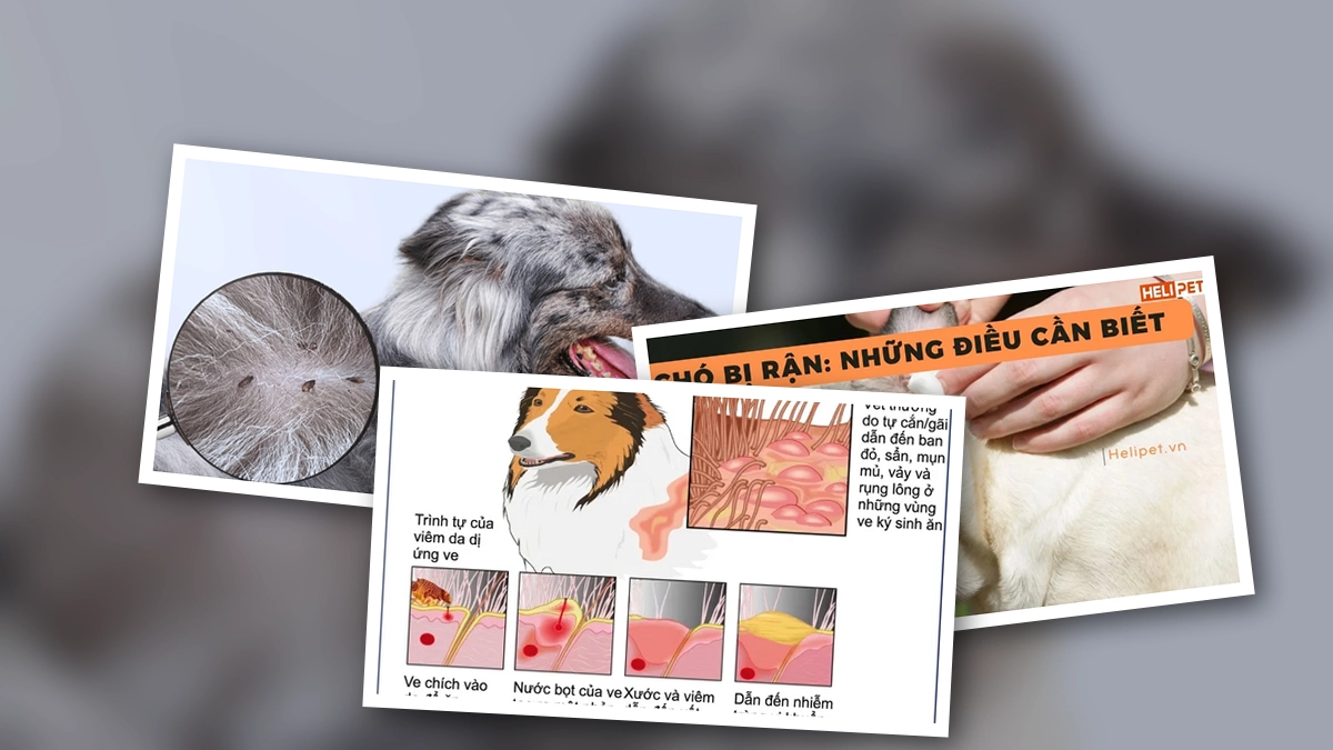 Nhận diện các triệu chứng chó bị ve rận nặng và giải pháp điều trị hiệu quả
