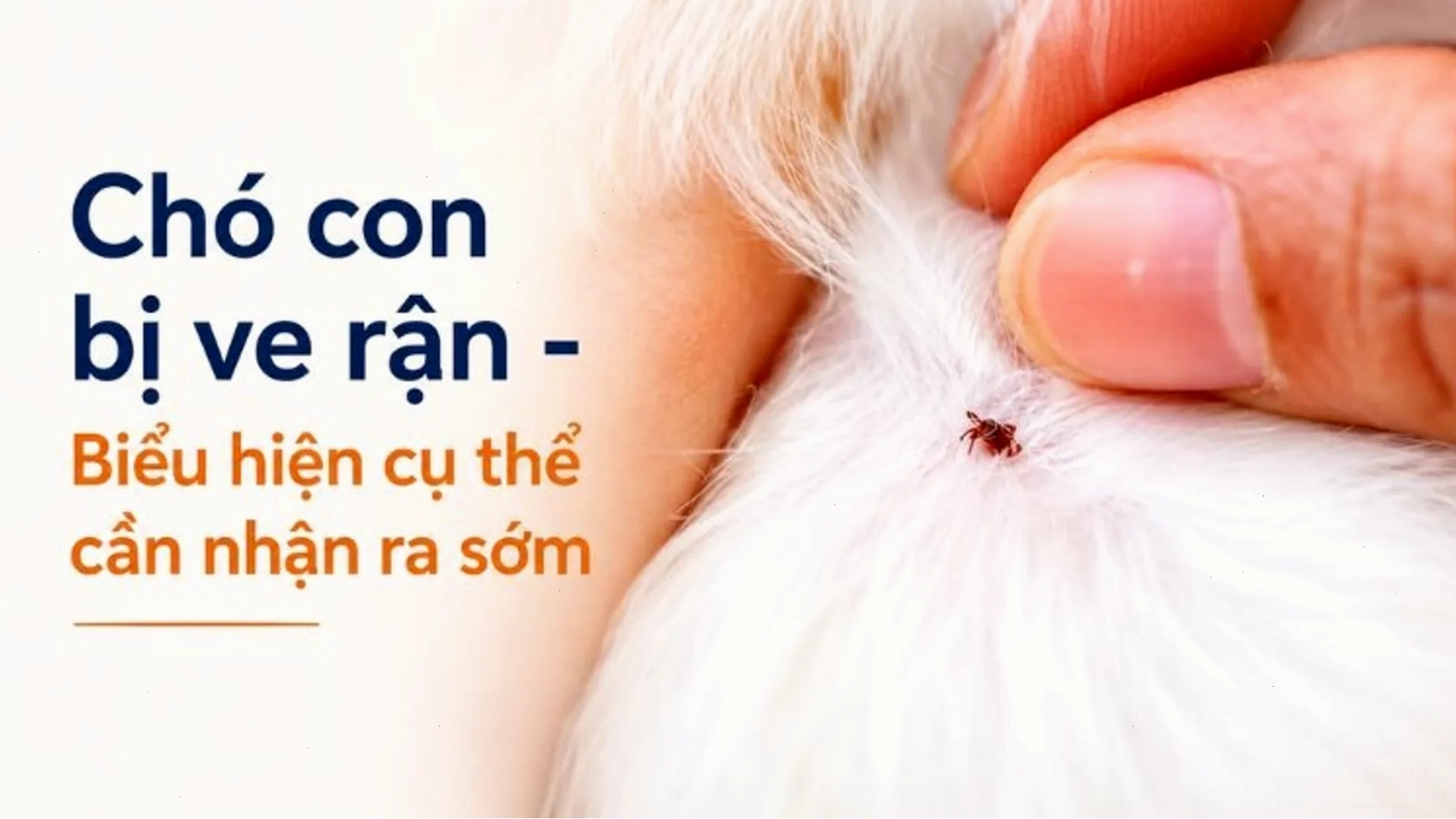 Tình trạng triệu chứng chó bị ve rận nặng trên da và lông