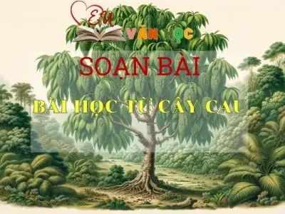 Soạn bài Bài học từ cây cau - Sách Chân trời sáng tạo lớp 7