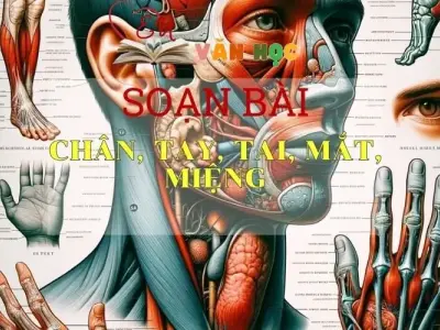 Soạn bài Chân, Tay, Tai, Mắt, Miệng - Sách Chân trời sáng tạo Ngữ Văn 7