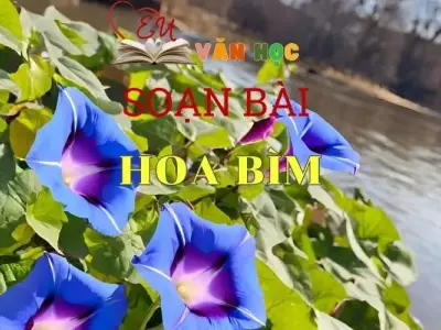 Soạn bài Hoa Bìm - Sách Chân Trời Sáng Tạo Ngữ Văn 6 