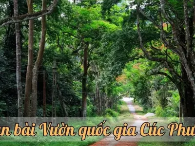 Soạn bài Vườn quốc gia Cúc Phương - Ngữ văn 9 chân trời sáng tạo (Tập 1)