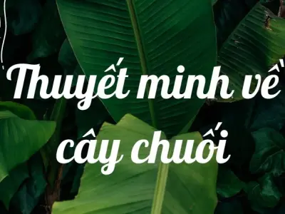 Bài văn mẫu thuyết minh về cây chuối lớp 9 hay và ngắn gọn