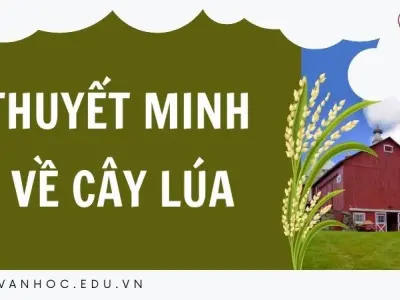 Tham khảo bài văn mẫu lớp 9 thuyết minh về cây lúa hay nhất
