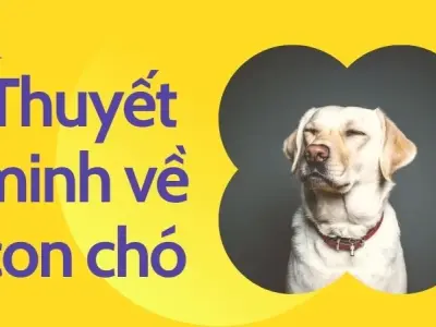 Tổng hợp những bài thuyết minh về con chó hay nhất - Ngữ văn 9