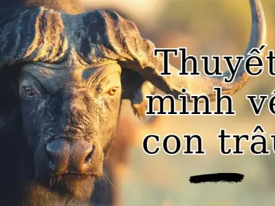 Top 10 những bài thuyết minh về con trâu lớp 9 hay nhất