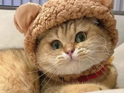 Tham khảo ngay avatar mèo độc đáo cho mạng xã hội