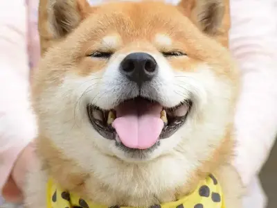 Tổng hợp các meme chó hài hước mà bạn không thể bỏ qua