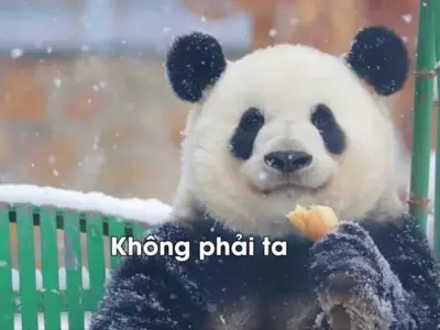 Bộ sưu tập meme gấu chất nhất khiến bạn không thể rời mắt